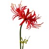XIZHI XIZHI 5 Stems Artificial Spider Lily Flowers 23.6 Inches