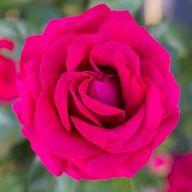 Heirloom Roses Rose Plant - Sweet Spirit™ Red Rose Bush, Grandiflora Live Plant for Planting Outdoors