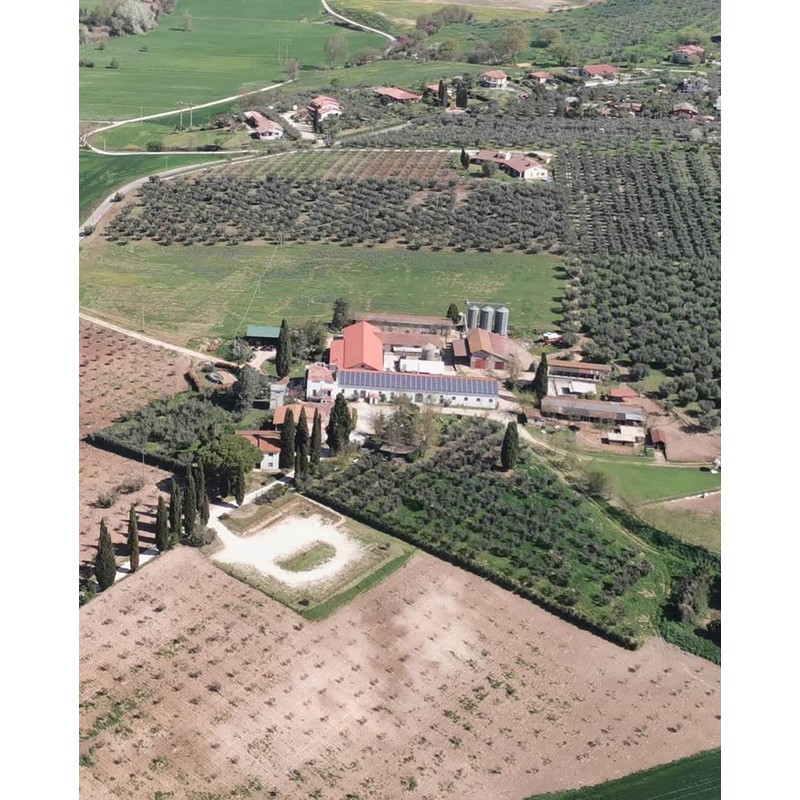 Cru di Cures Extra Virgin Olive Oil - DOP Sabina,