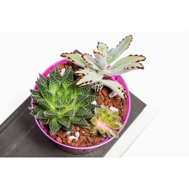 rePotme Cactus & Succulent Food - Feed ME! Fertilizer (8 Oz), Makes 96 Gallons of Fertilizer
