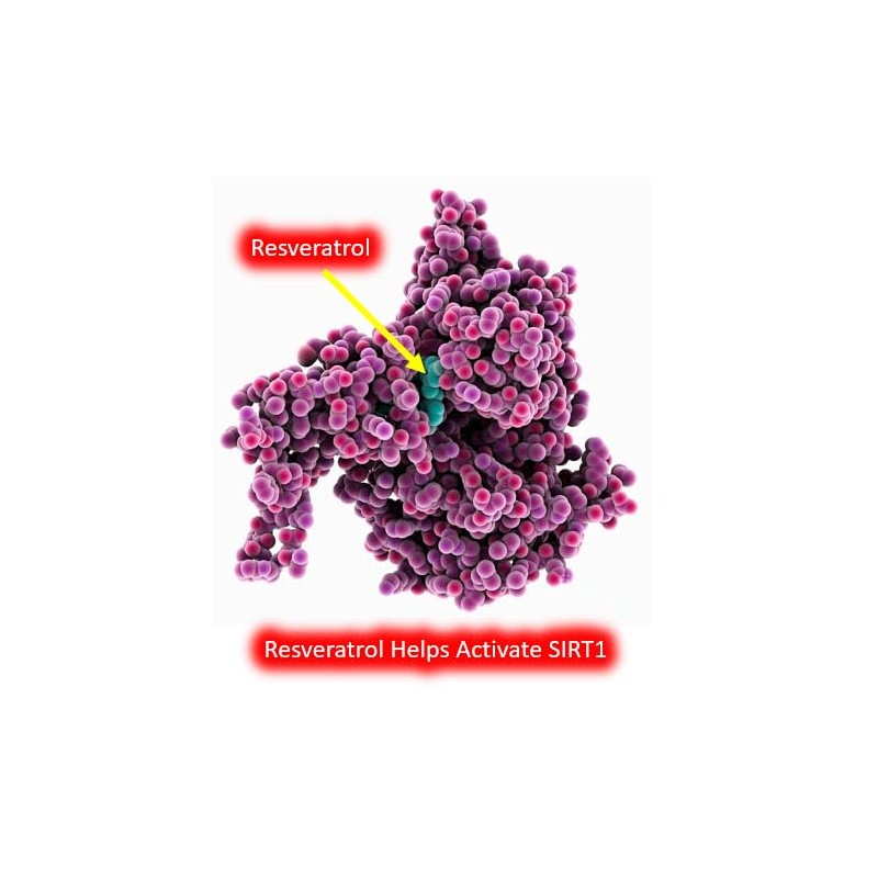 Resveratrol 1000mg Trans-Resveratrol + Quercetin Sirtuin Activator Boosts NAD Levels