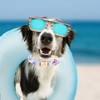 Lionheart glory Dog Collar, Summer Dog Collar Stripe Boy Dog
