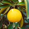 Tosa Koatsu (From Kochi Prefecture, Tosa), Incent Essential Oils, Essential