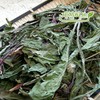 국산 민들레(포공영) 300g Korean Dandelion (Pogongyeong) 300g