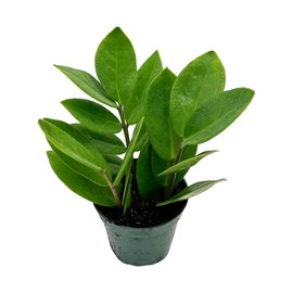 Live ZZ Plant - ‘ZZ Plant’ Zamioculcas zamiifolia - ragnaroc Tropical Plant 6-12” Tall - 1ct - Live Arrival Guaranteed - House Plants for Home Decor & Gift