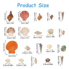 DUTIFUL Shells for Crafts 500 g Shells Decorative Natural Shells Mixed Shells for Vase Fillers Beach Theme Party Fish Tank DIY Crafts (2-8 cm)