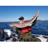 Conger Rigs/Traces x3 80lb Asso Mono, 6/0 Carbon Steel Circle
