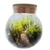 Create Your Serene Moss Sanctuary with The Unique Gardener Moss