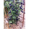 Tomato 'Indigo Rose' Seeds – Indeterminate Annual Vegetable (Solanum lycopersicum)