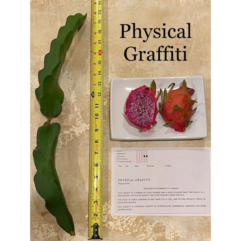 Cactus Best Dragon Fruit Cuttings 24-36”, each huge cutting and