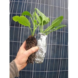 Comfrey - Live Plants (Symphytum ×  uplandicum) - Bocking 4 - Ready to Plant