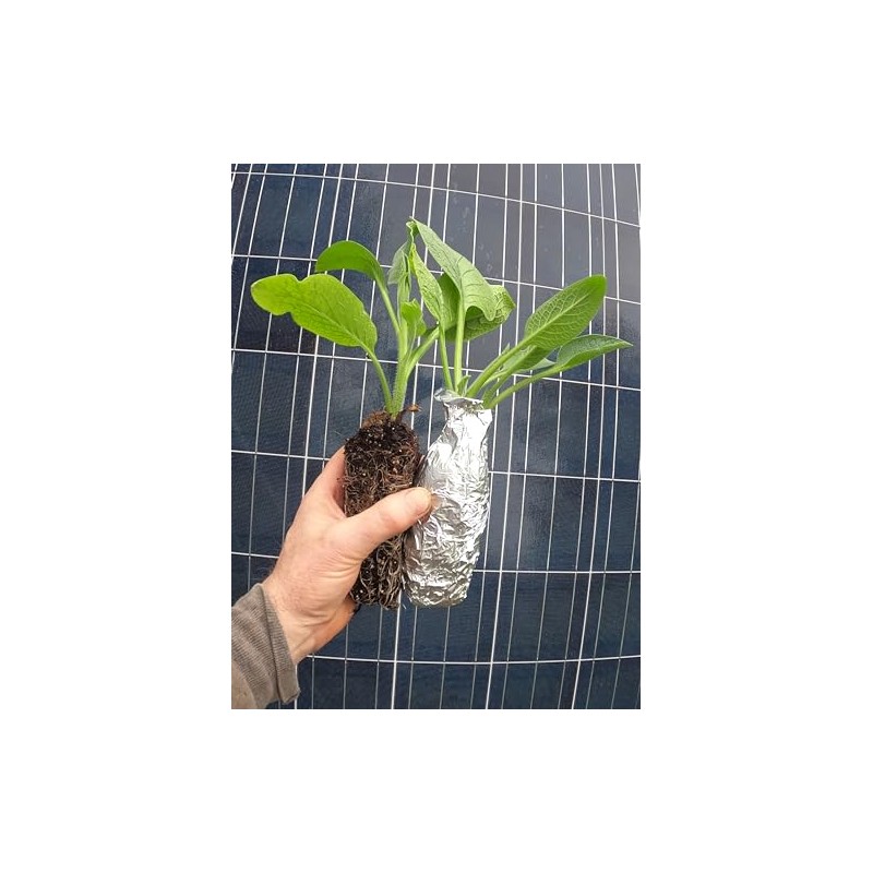 Comfrey - Live Plants (Symphytum ×  uplandicum) - Bocking 4