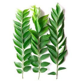 EliteKoopers 15g Fresh Organic Curry Leaves Kaddi Patta For Cooking