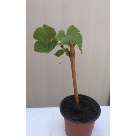 Grape Cutting Vine Sweet Seedless Green Ready To Plant
