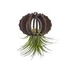 VEKULI Air Plant Holder Sea Urchins Unique Holder for Tillandsia