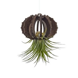 VEKULI Air Plant Holder Sea Urchins Unique Holder for Tillandsia