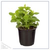 Live Aromatic and Edible Herbs - Assorted Varieties (4 Per