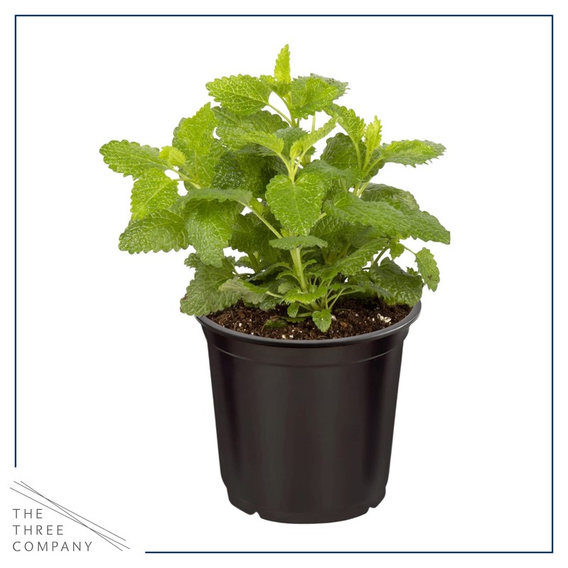 Live Aromatic and Edible Herbs - Assorted Varieties (4 Per