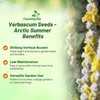 Outsidepride Arctic Summer Mullein Seeds for Planting - 250 Pcs