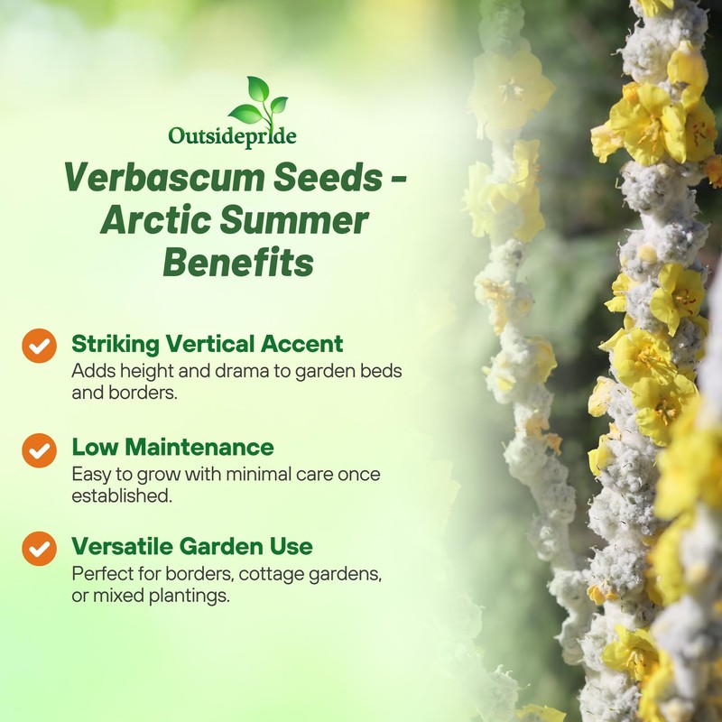 Outsidepride Arctic Summer Mullein Seeds for Planting - 250 Pcs