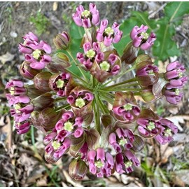 Clasping Milkweed Butterfly Asclepias amplexicaulis Premium Seeds for Planting Packet Monarch