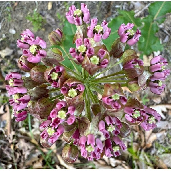 Clasping Milkweed Butterfly Asclepias amplexicaulis Premium Seeds for Planting Packet