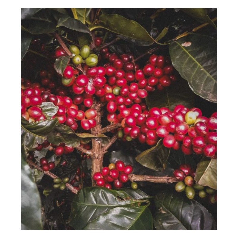 EL CHUPACABRA by Gustos Coffee | Puerto Rican & Colombian
