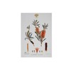 Maxwell & Williams Royal Botanic Gardens Australian Botanics Tea Towel