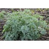 Organic Wormwood Plant, (Artemisia Absinthium) 2.5-inch Pot
