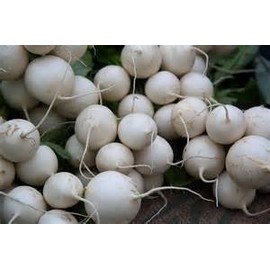 Turnip White Egg Deer Food Plot Great Heirloom Vegetable by Seed Kingdom Bulk 1/2 Lb Seeds