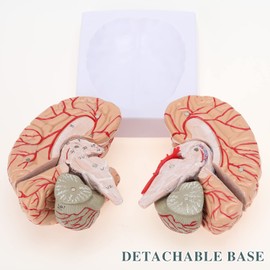 RONTEN Human Brain Anatomical Model, Colored Brain,Anatomically Accurate Brain Model for Science Class Teaching Medical Model (8 Parts)