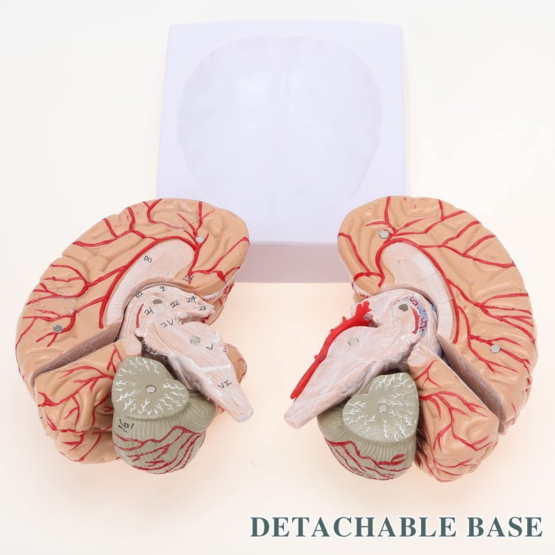 RONTEN Human Brain Anatomical Model, Colored Brain,Anatomically Accurate Brain Model