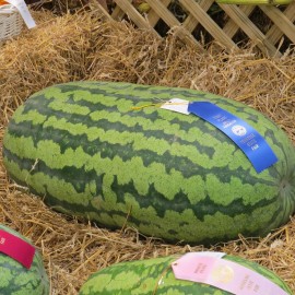 Burpee 25 RARE HUGE Carolina Cross #183 Watermelon Seeds HEIRLOOM | ORGANIC | FREE SHIP