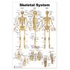 Blue Tree Publishing Skeleton Poster 24x36inch, Anatomical Chart
