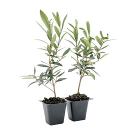 2 Dwarf Fruitless Olive Trees | Live Saplings in 2.5-inch Nursery Cubes | Olea europaea 'Montra' Variety | Drought-Tolerant Evergreen | Easy-Care, Small Compact Shrub for Home and Garden Landscaping