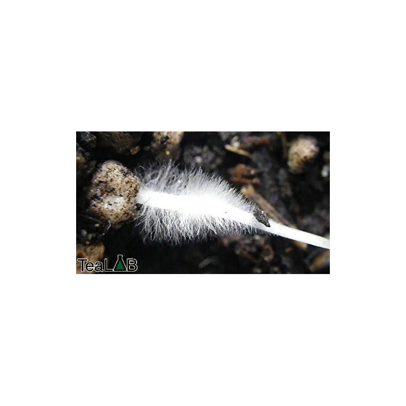 TeaLAB FiveTwo - Humic Acid & Kelp Powder - 1