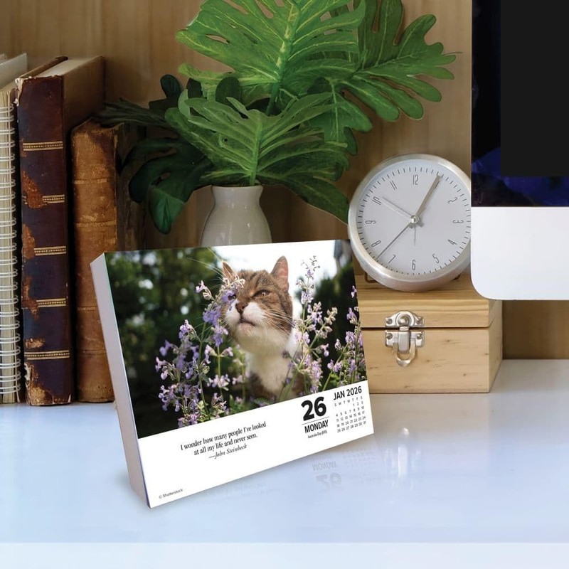 What Cats Teach Us 2026 5.4" x 6.2" Box Calendar