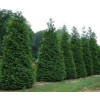 Tree 15 Thuja Green Giant Arborvitae Trees - 6-12" Tall