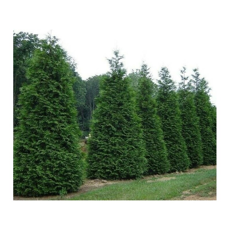Tree 15 Thuja Green Giant Arborvitae Trees - 6-12" Tall