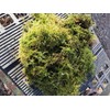 Living Mixed Moss Loose Chunks! for terrariums, Bonsai and kokedamas