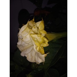 Seeds Datura Ballerina Double Triple Yellow | Devil's Trumpet Flowers   | 15 SEEDS