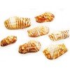 100 Turkey Wing Shells 1.5-2.5" Beach Arts & Crafts Coastal