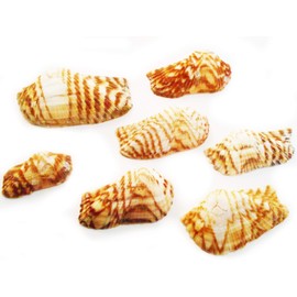 100 Turkey Wing Shells 1.5-2.5" Beach Arts & Crafts Coastal Cottage Nautical Deco