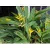 1 Heliconia Golden Torch Adrin Plant - Rhizome for Growing