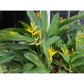 1 Heliconia Golden Torch Adrin Plant -  Rhizome for Growing In Garden.