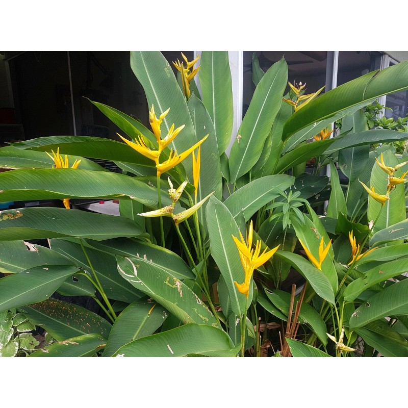1 Heliconia Golden Torch Adrin Plant - Rhizome for Growing