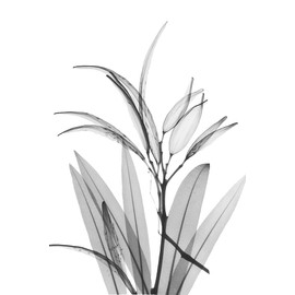 Oleander White Seed Pod by Albert Koetsier -