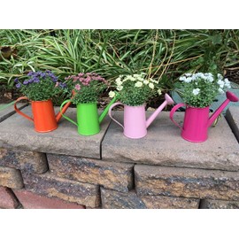 Hoz Baby's Breath in Watering Can Set of 4