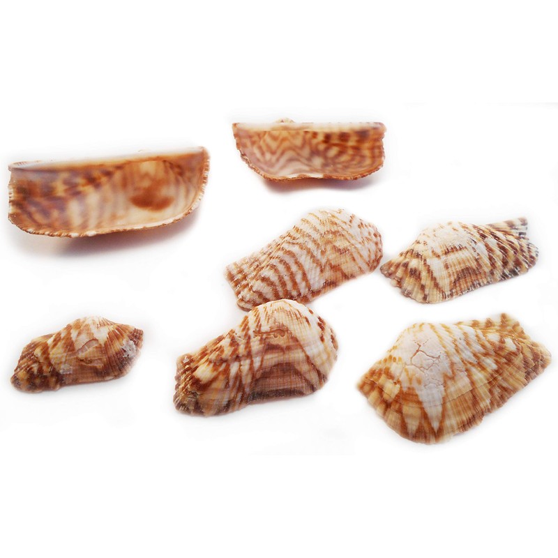 100 Turkey Wing Shells 1.5-2.5" Beach Arts & Crafts Coastal