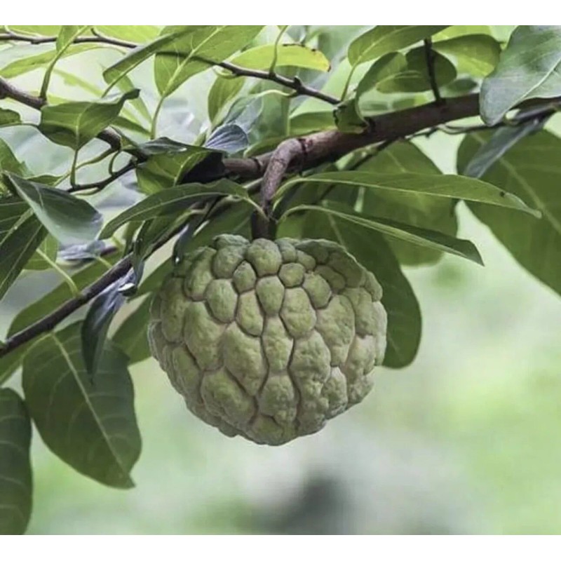 Tree 1 Sugar Apple Na Dai( Mãng Cầu Dai) 5"-7”